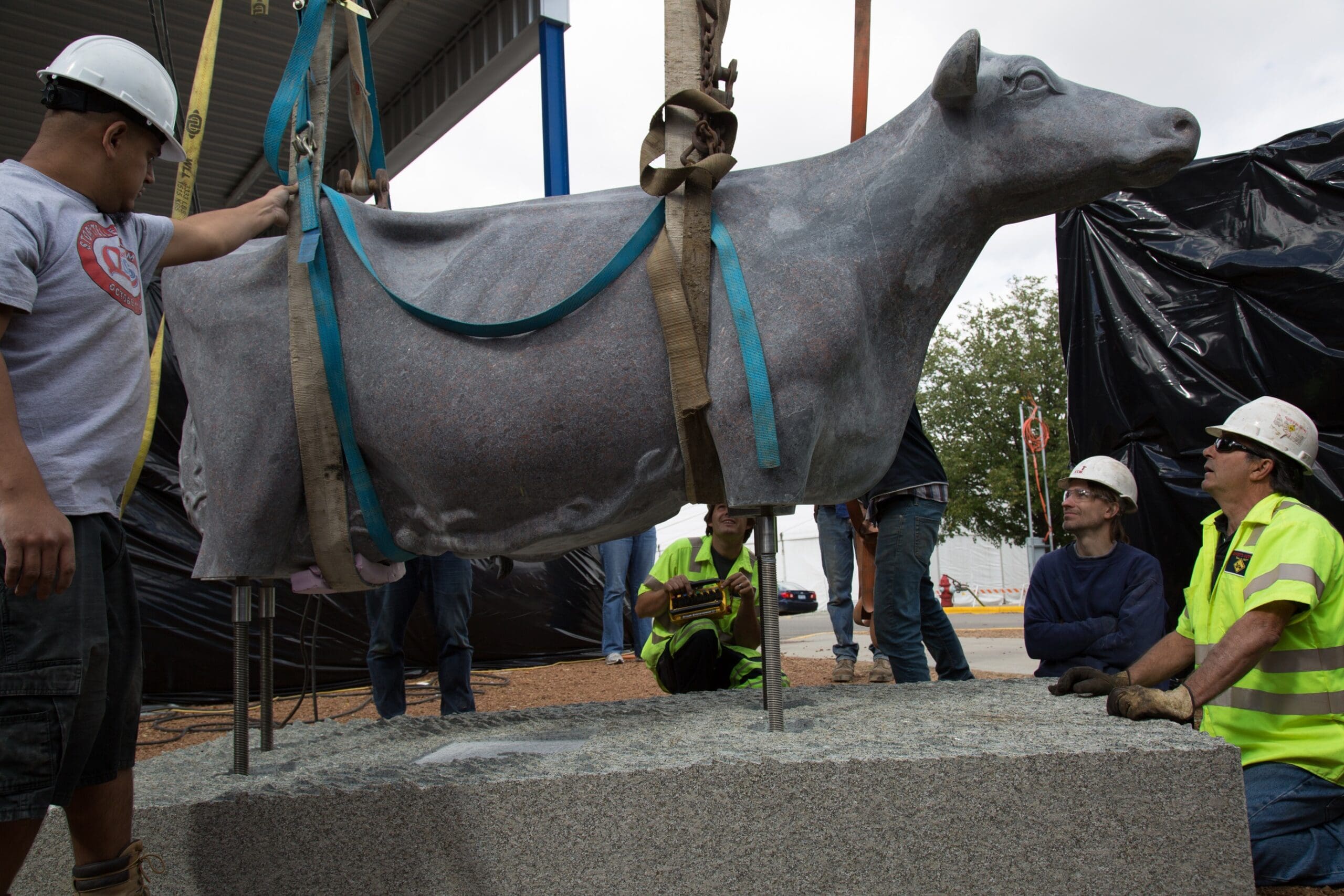 Several workers secure and install the large granite cow statue, affectionately named Miss Madison, using straps and a crane while others observe and guide the process at the outdoor site.