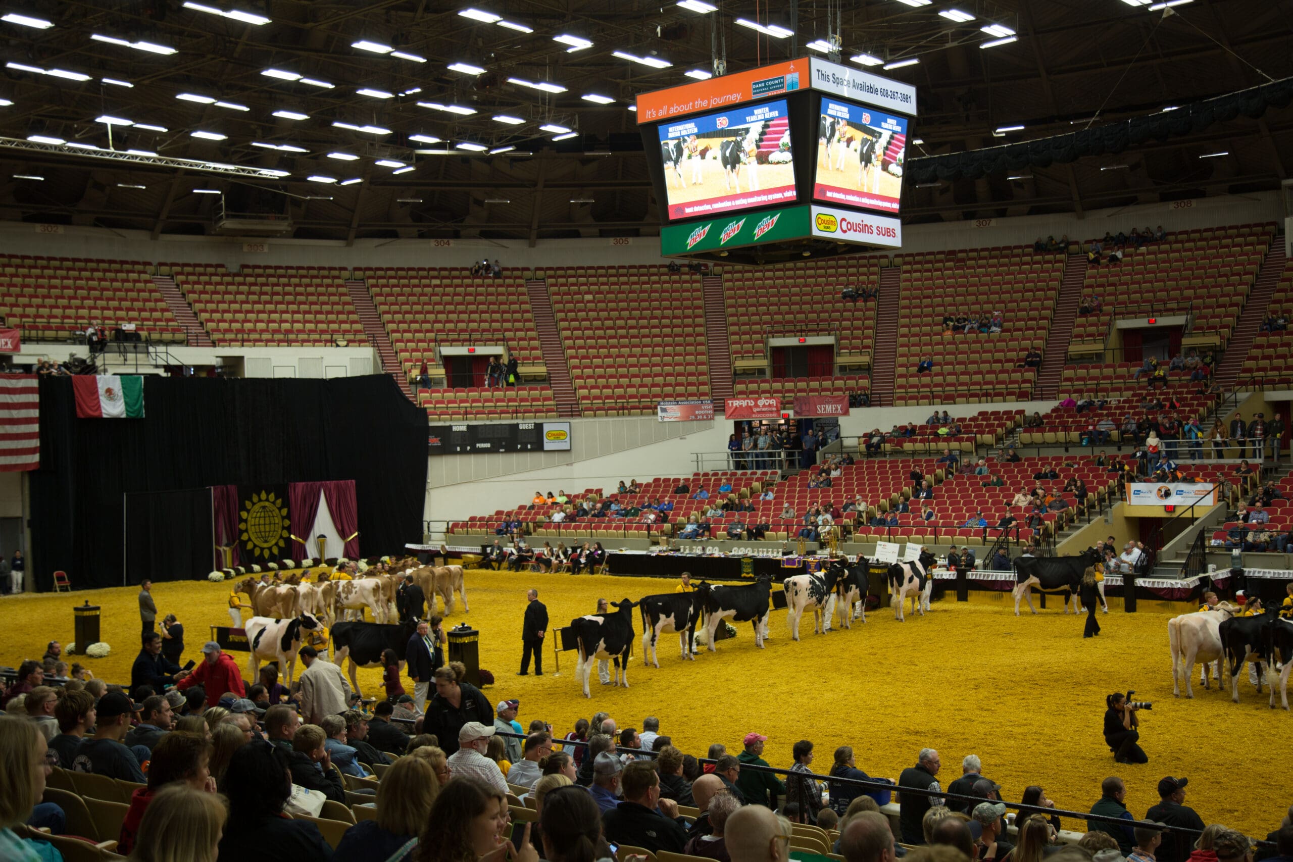 A cattle show in a large indoor arena with people seated in the stands. Several cows and handlers, including Miss Madison, stand in a line on a yellow sawdust-covered floor. Large screens display the event above the ring.